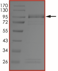 EGFR (L792H C797S L858R), Active